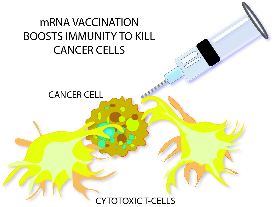 mRNA vaccines by Susan Fluegel